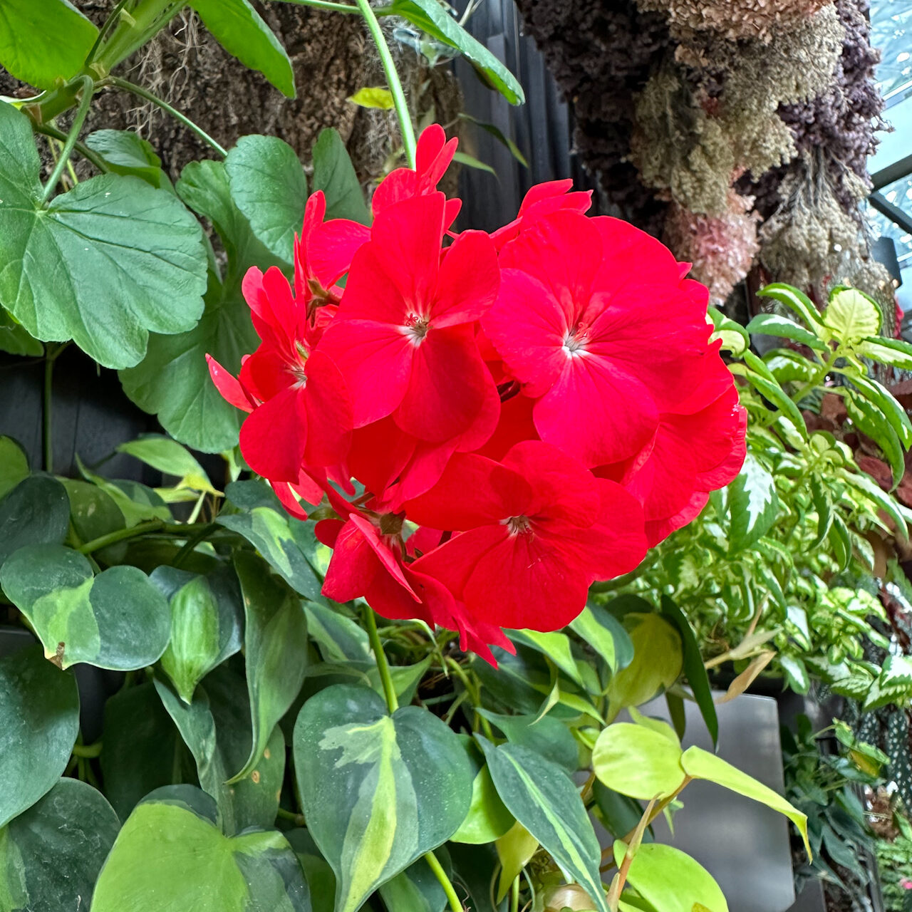 Manages a bright red and still keeps those little details.