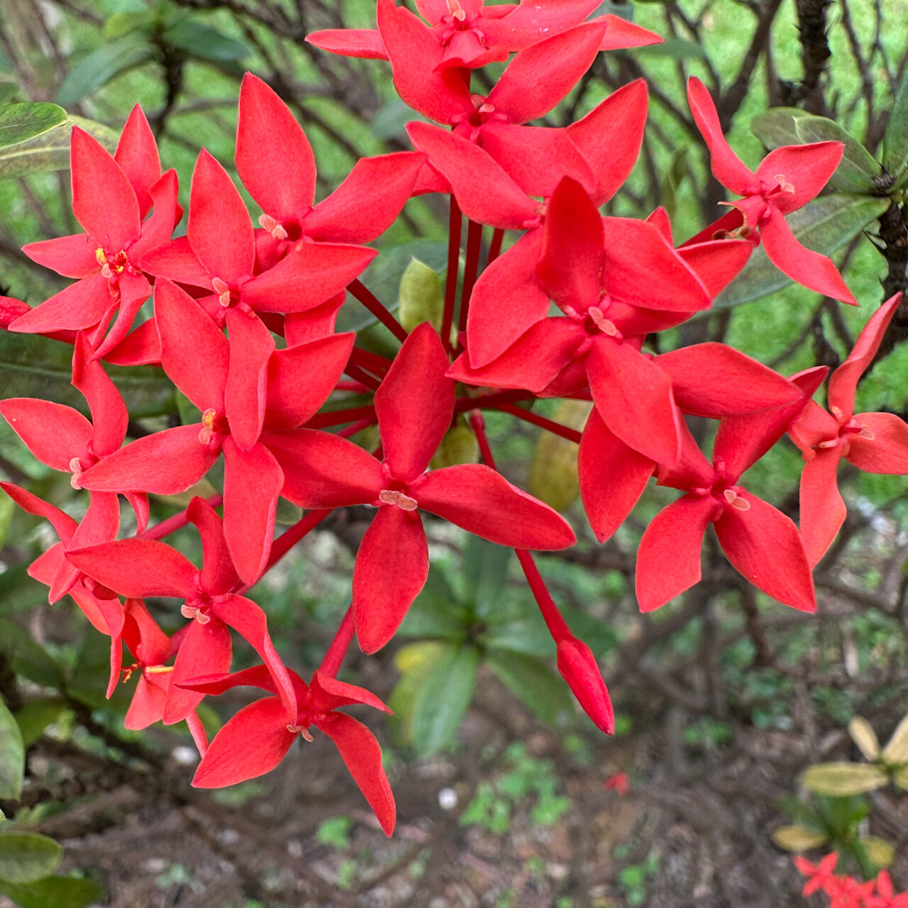 The camera automatically jumps into macro; really convenient.